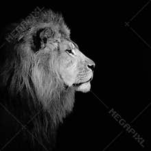 Elegant black and white shot of a majestic lion in a dark setting