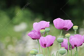 Breadseed Poppy Flowers
