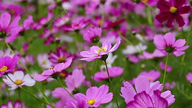 Cosmos swaying from side to side blown by the wind in the field