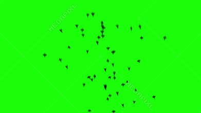A flock of black birds flies on greenscreen. Silhouettes of birds fly from bottom to top. Close up