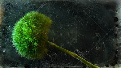 Freezing green flower, ice and snow crystals forming on the flower petals close up frost, macro, 4k. Top view. Morning