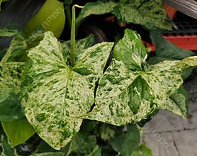 Beautiful green and white speckled leaves of Syngonium Mojito