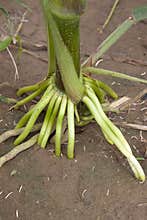 Maize root