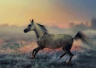 Grey arabian horse