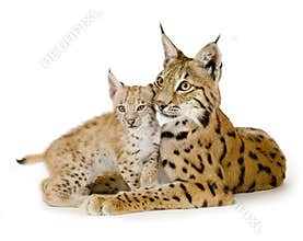 Lynx (2 years) and her cub