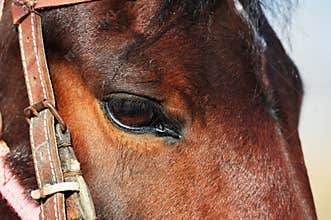 Horse eye