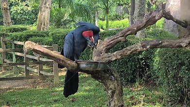 Cockatoo Parrot on Branch Eating Beans, Bird in Natural Preserve