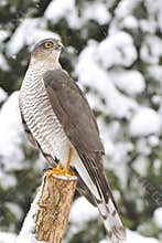 Northern Goshawk (Accipiter gentilis)