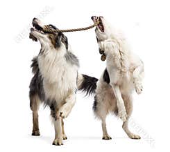 Border Collie and Australian Shepherd playing