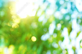 Background blur of nature