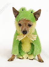 Frog dog