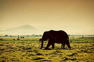 Elephant on savanna. Safari in Amboseli, Kenya, Africa