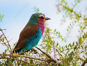Lilac Breasted Roller bird in Kenya, Africa