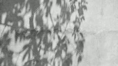 Swaying Silhouettes, Shadows of Foliage on Textured Walls.