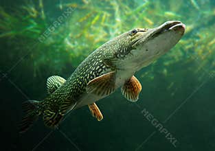 The Northern Pike (Esox Lucius).