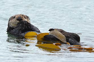 Sea otter male in kelp on a coldy rainy day, big sur, california