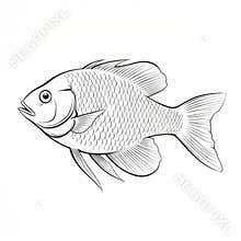 Fish Outline Coloring Page: Realistic Details With Chinese Iconography