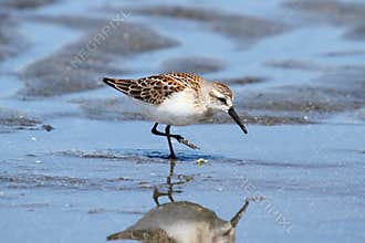 Western Sandpiper (Calidris mauri)