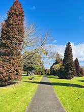 A walkway along with Japanese Cedar at the garden park.