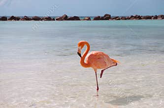 Pink flamingo