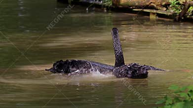 Black Swan, Cygnus atratus in a german nature park