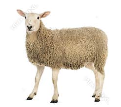 Side view of a Sheep looking at camera