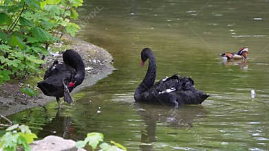 Black Swan, Cygnus atratus in a german nature park