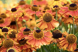 Helenium flower burnt orange