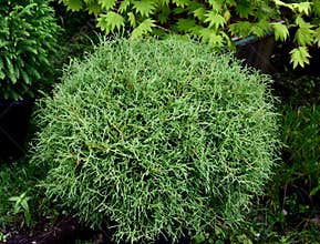 Closeup of Thuja occidentalis, 'Mr Bowling Ball'