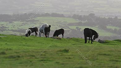 gathering of ponies on Dartmoor