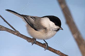Willow tit
