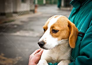 Beagle puppy in dog pound