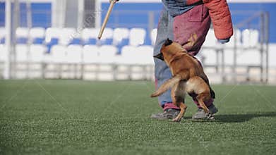 Army dog training, Belgian shepherd dog attacks a cynologist