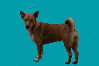 Picture of standing dog with no background