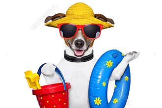 Summer beach dog