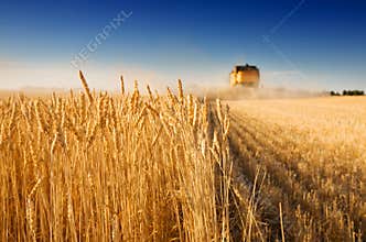 Harvest time