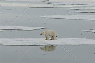 Polar bear with cub