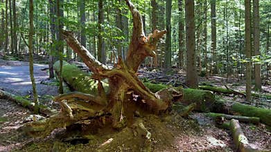 Scenic landscape in the forest with old mysterious trees. Old broken trees, stump