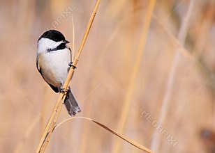 Black-capped Chickadee