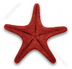 Red starfish