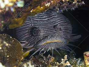The Splendid Toadfish Sanopus splendidus is only found on the island of Cozumel