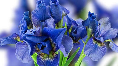 Time-lapse of growing blue, purple bouquet of irises flower. Background of iris flowers. Spring flowers irises