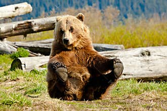 Playful Brown Bear