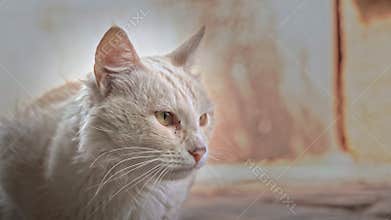 Homeless Hungry and Sad Cat Sits Alone on the Pavement