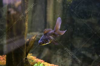 large black moor veiltail goldfish in aquarium