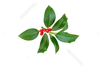 Christmas holly branch isolated on white