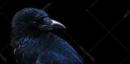 Crow, raven