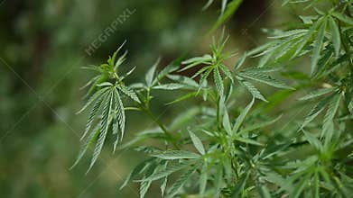 Cannabis marijuana plant