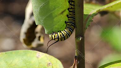 Monarch Caterpillar eating a common milkweed leaf
