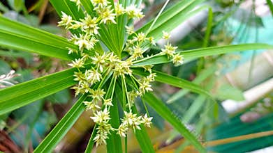 Cyperus alternifolius, the umbrella papyrus, umbrella sedge or umbrella palm